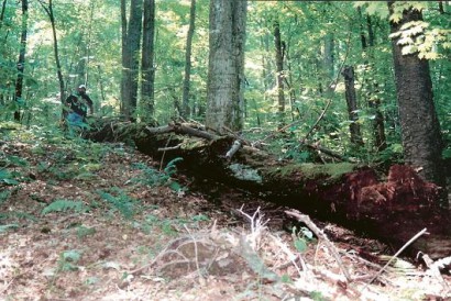 Chestnut Logs