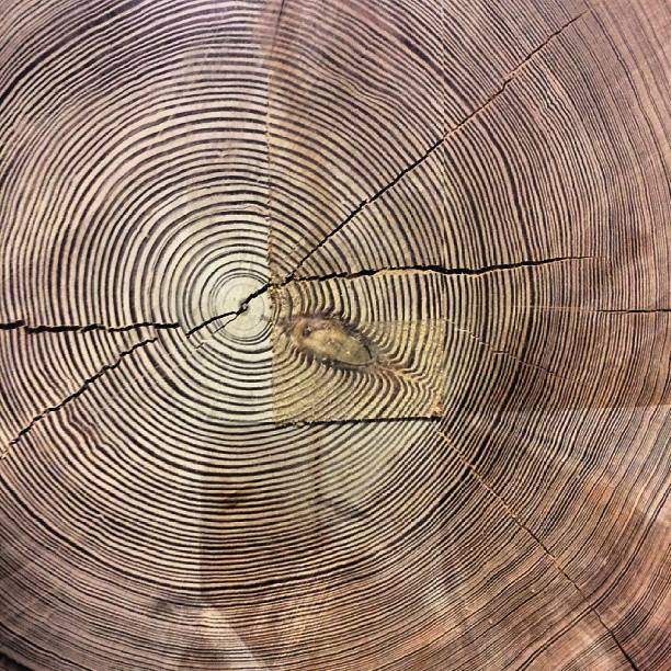 heart pine end grain