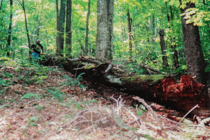 Chestnut Ghost Log In The Appalachian Mountains