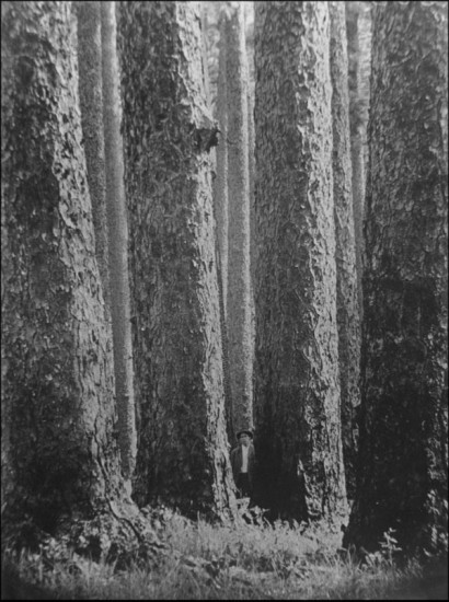 Old Growth Longleaf Pine Forest